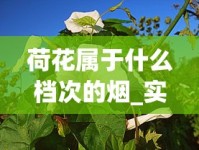 荷花属于什么档次的烟_实体店哪里买烟是正宗的_最贵的的烟多少钱