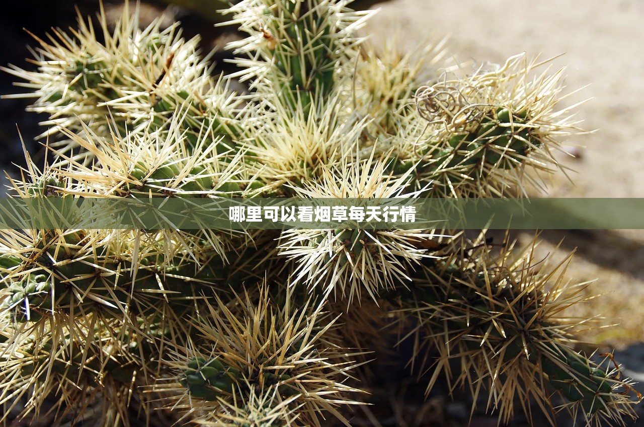 哪里可以看烟草每天行情