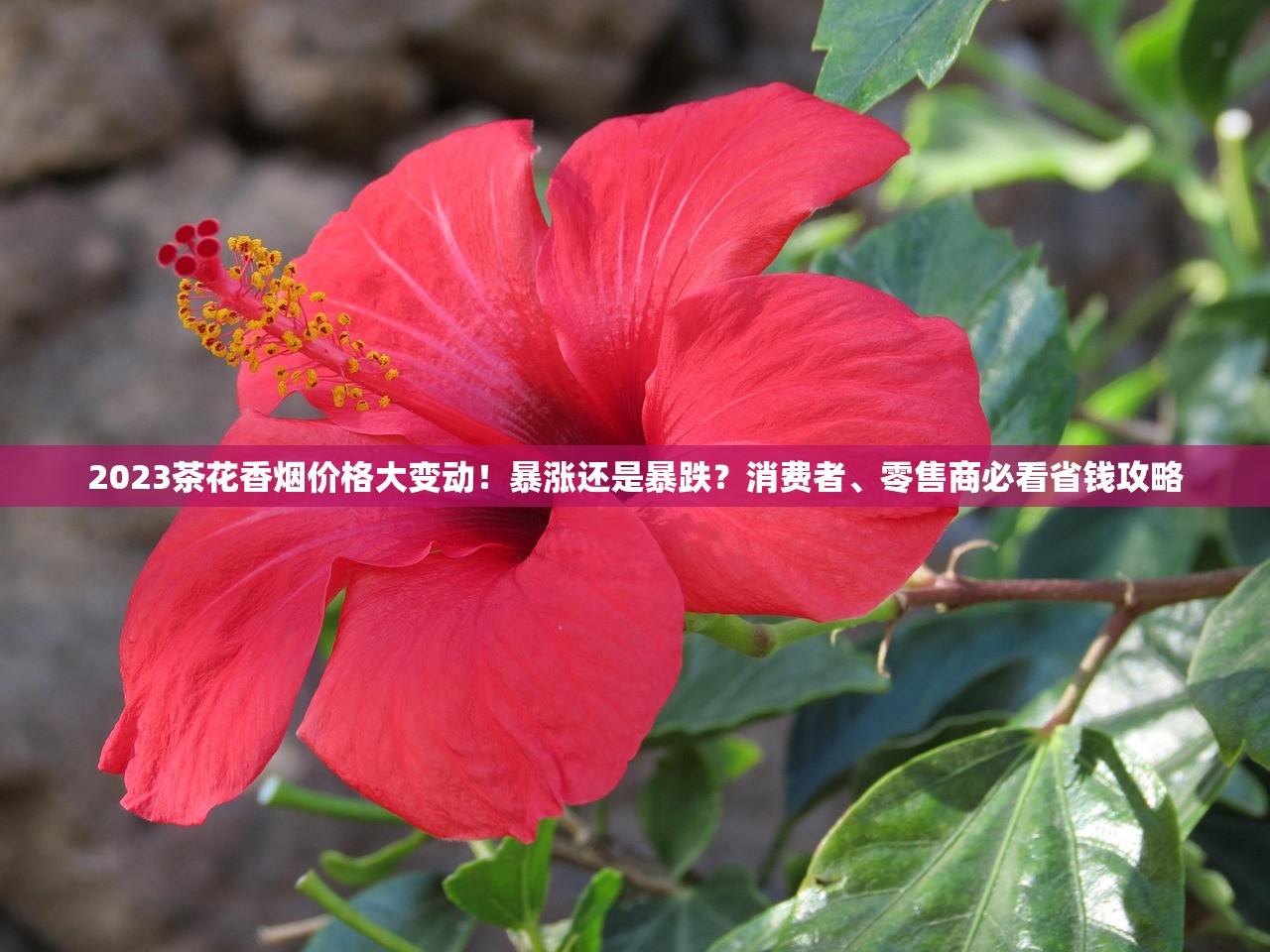 荷花香烟最贵的一支_百乐香烟哪个地方有卖_云南云香印象新商盟
