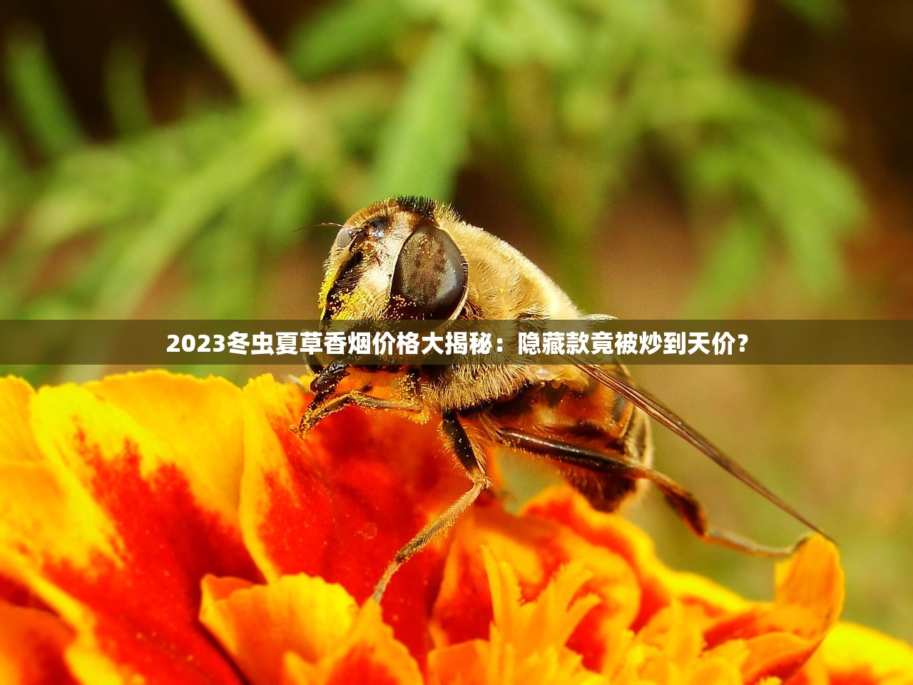 2023真龙香烟真品鉴别指南：这些细节让你远离假烟风险！