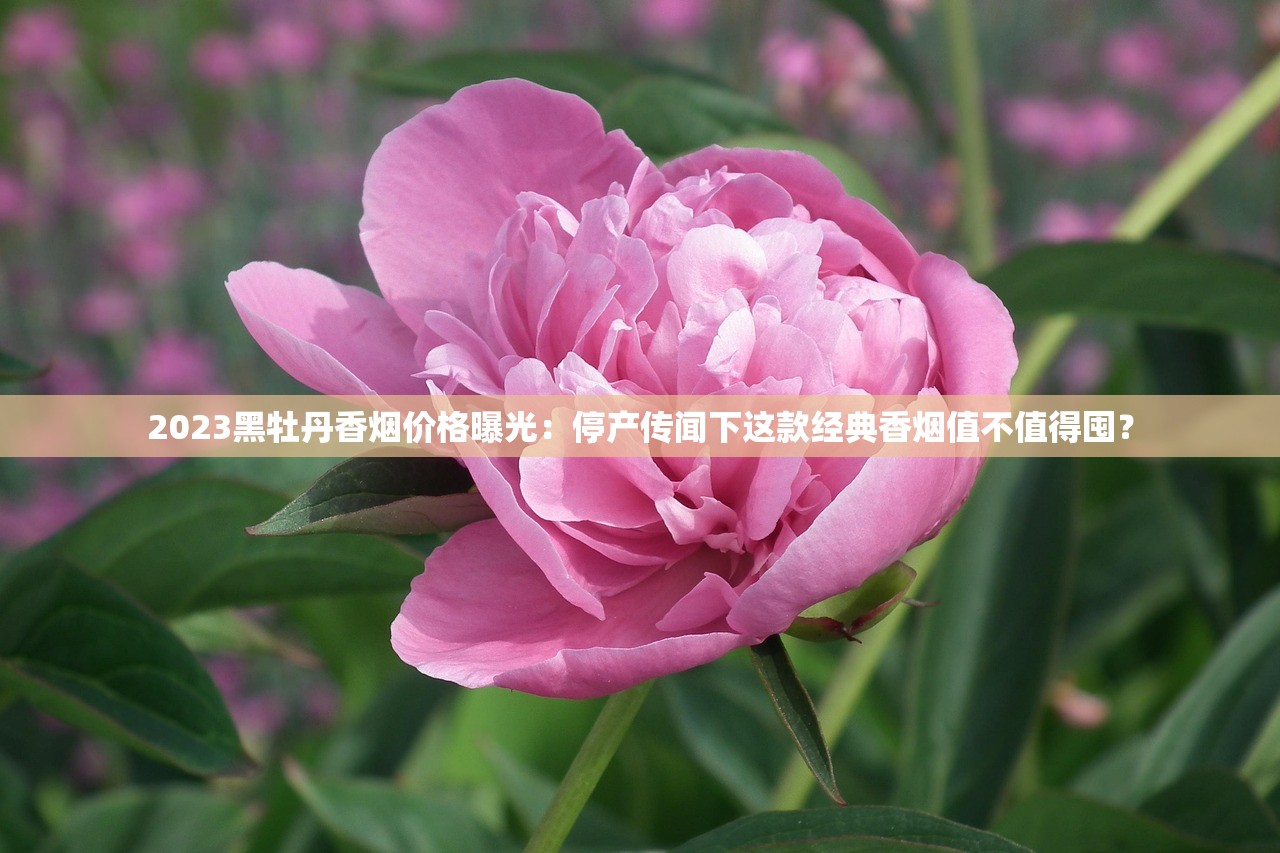 2023黑牡丹香烟价格曝光：停产传闻下这款经典香烟值不值得囤？