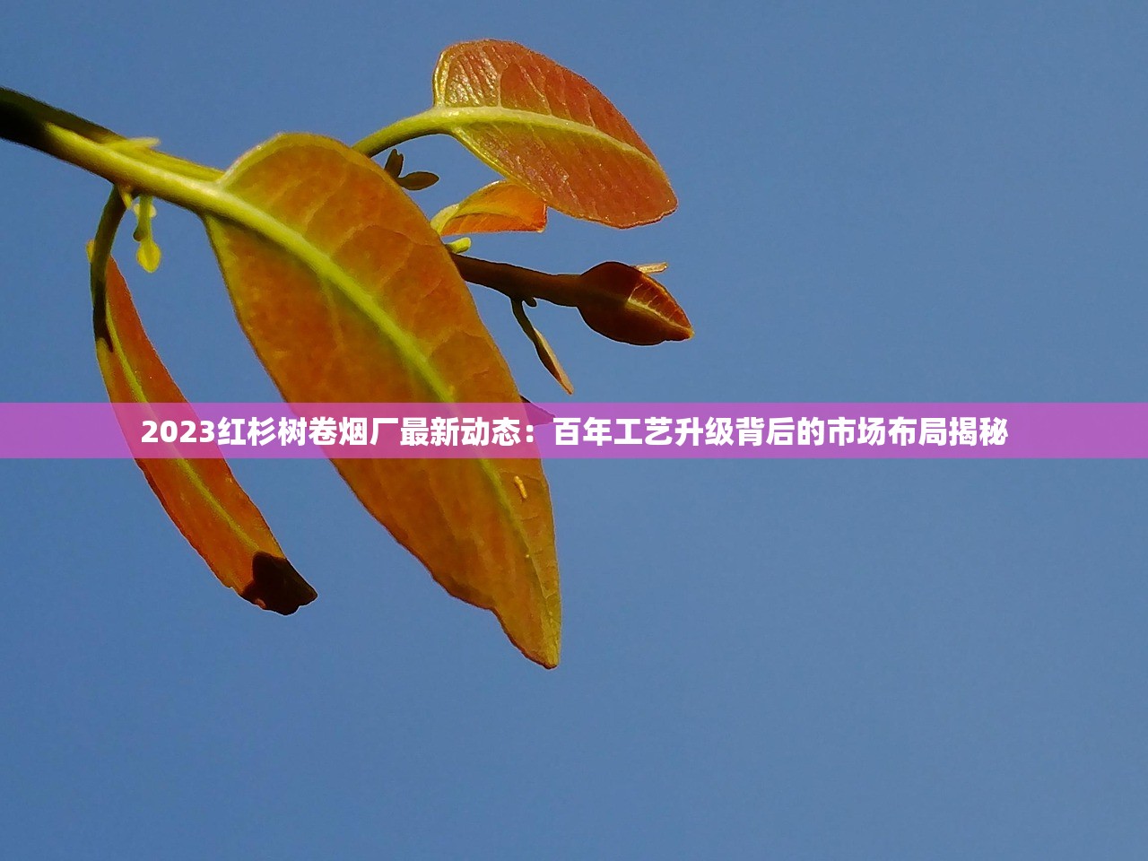 2023最新政策下，云霄商城如何破解香烟网购难题？