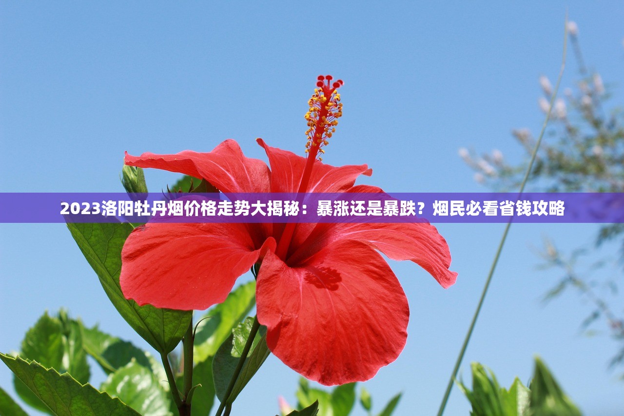 2023南京香烟连锁店最新盘点：这5家店为何成为老烟枪首选？
