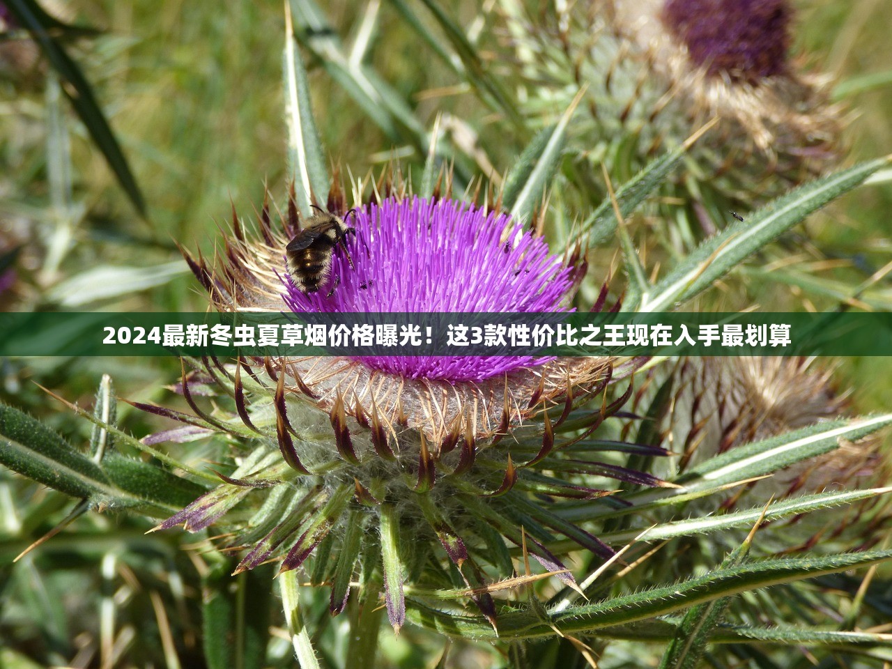 2024最新冬虫夏草烟价格曝光！这3款性价比之王现在入手最划算