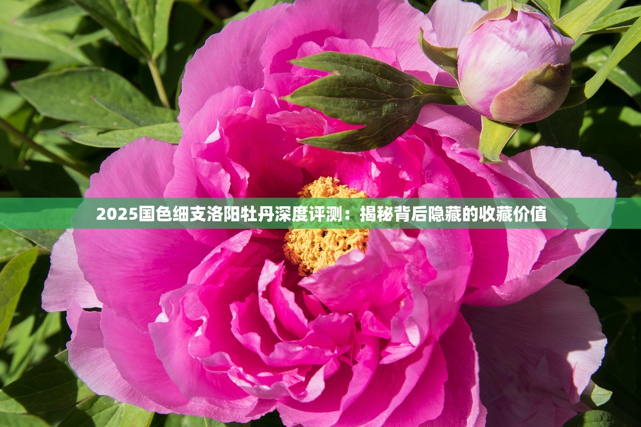 2025国色细支洛阳牡丹深度评测：揭秘背后隐藏的收藏价值