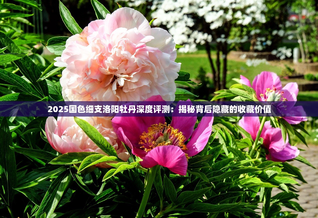 2025国色细支洛阳牡丹深度评测：揭秘背后隐藏的收藏价值