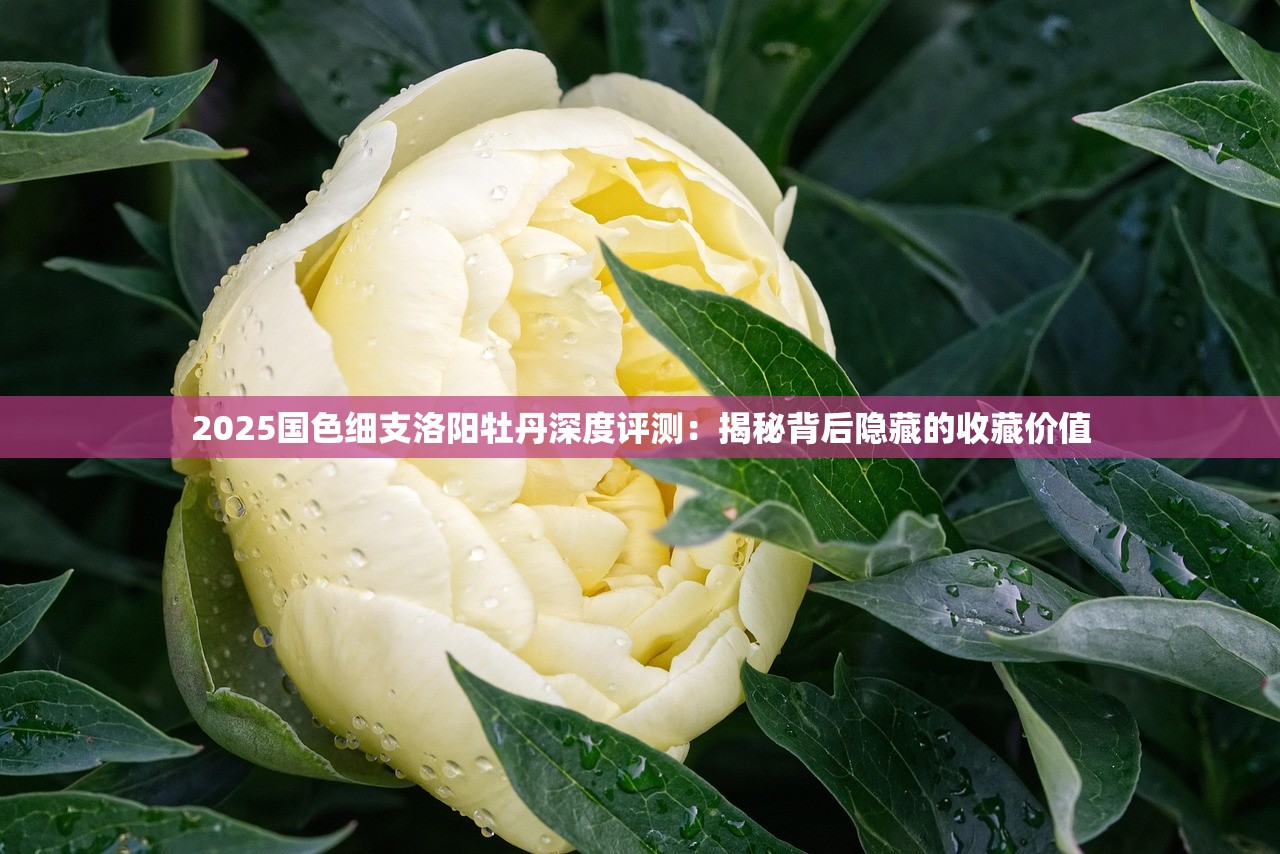 2025国色细支洛阳牡丹深度评测：揭秘背后隐藏的收藏价值