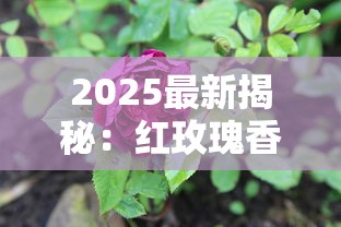 2025最新揭秘：红玫瑰香烟价格涨跌背后的三大真相