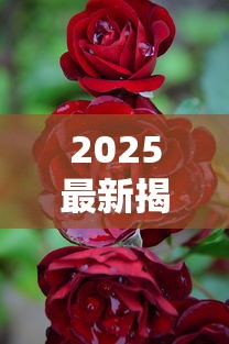2025最新揭秘：红玫瑰香烟价格涨跌背后的三大真相