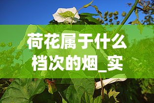 荷花属于什么档次的烟_实体店哪里买烟是正宗的_最贵的的烟多少钱