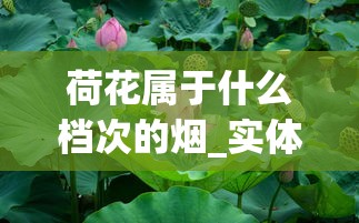 荷花属于什么档次的烟_实体店哪里买烟是正宗的_最贵的的烟多少钱