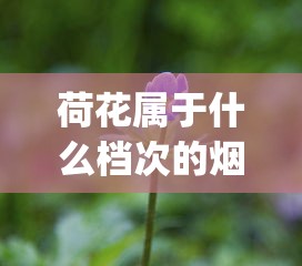 荷花属于什么档次的烟_实体店哪里买烟是正宗的_最贵的的烟多少钱