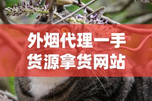 外烟代理一手货源拿货网站_国外手卷烟丝购买微信_探索铁塔猫官网直营