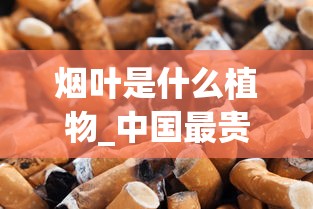 烟叶是什么植物_中国最贵的香烟2025_怎么样分辨红南京香烟真假