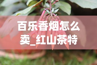 百乐香烟怎么卖_红山茶特红香烟的市场现状_1688香烟网怎么买正品
