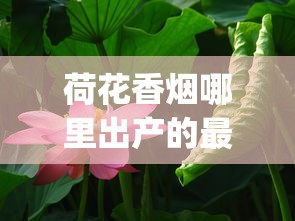 荷花香烟哪里出产的最好_中华香烟厂家怎么联系_市场上面便宜又有卖的香烟