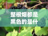 整根烟都是黑色的是什么烟_野烟叶的功效与作用_外烟售卖店