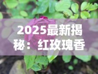 2025最新揭秘：红玫瑰香烟价格涨跌背后的三大真相